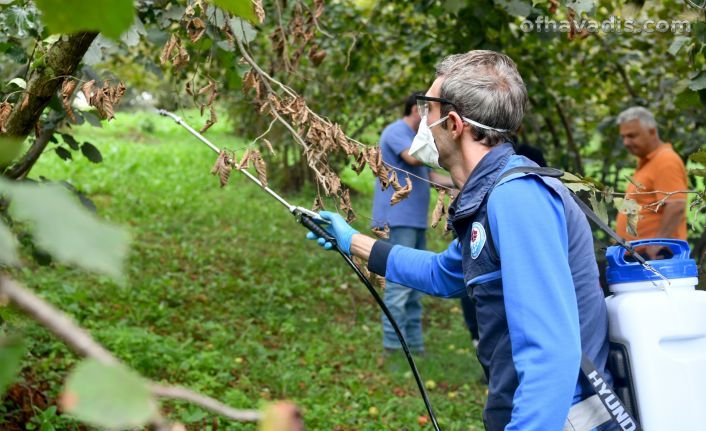 Büyükşehirden kahverengi kokarca ile mücadeleye destek