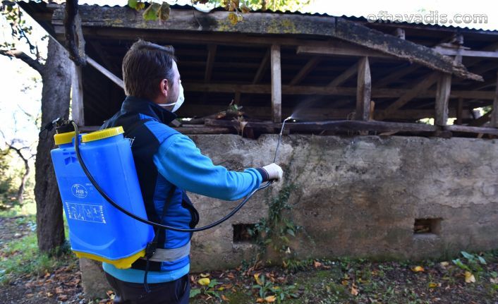 Büyükşehir kararlı, kokarcaya geçit yok